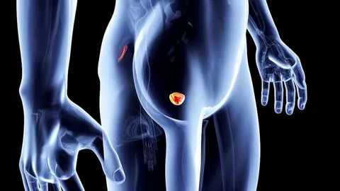 Understanding the Prostate: Prostate Function & Prostate Cancer